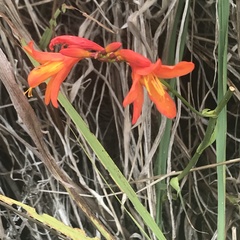 Hedychium gardnerianum