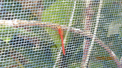 Rhodopygia hinei