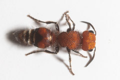 Pseudomethoca vanduzei