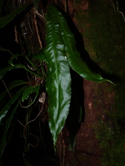 Elaphoglossum raywaense