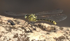 Austrogomphus australis