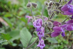 Salvia przewalskii