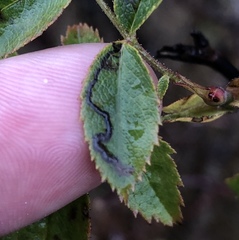 Stigmella anomalella