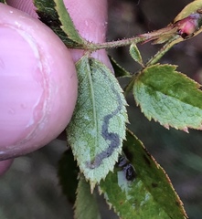 Stigmella anomalella