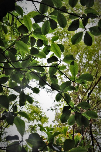 Psychotria hawaiiensis