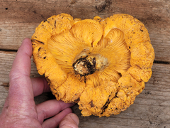 Cantharellus roseocanus