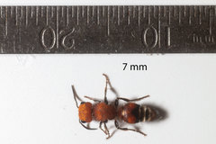 Pseudomethoca vanduzei