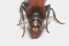 Pseudomethoca vanduzei