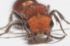 Pseudomethoca vanduzei