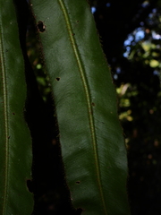 Elaphoglossum raywaense