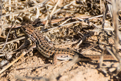 Psammodromus occidentalis