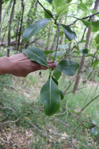 Psychotria hawaiiensis