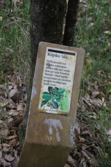 Psychotria hawaiiensis hillebrandii