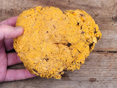 Cantharellus roseocanus