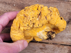 Cantharellus roseocanus