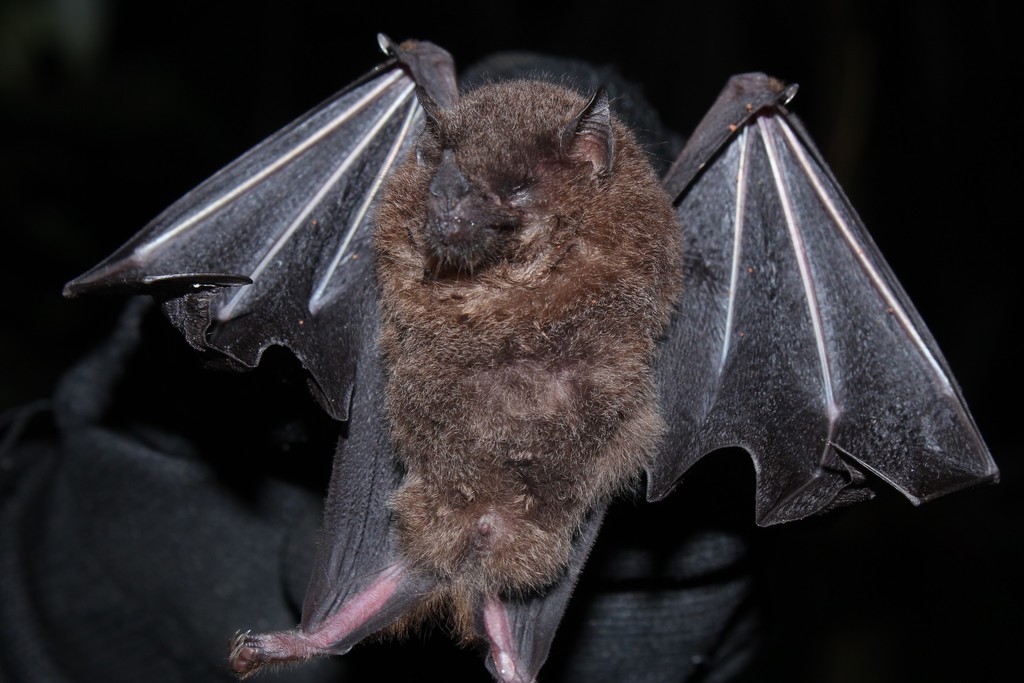 Tailed Tailless Bat