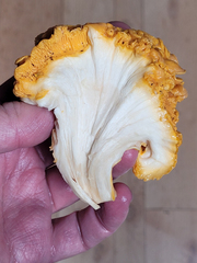 Cantharellus roseocanus