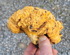 Cantharellus roseocanus