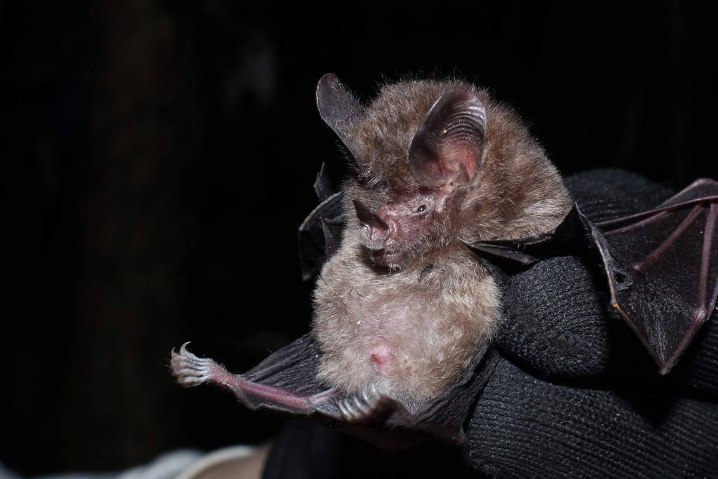 Little Big-eared Bat