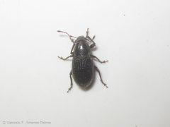 Leschenius vulcanorum