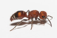 Pseudomethoca vanduzei