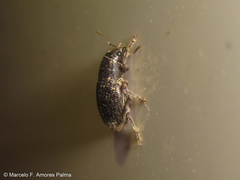 Leschenius vulcanorum