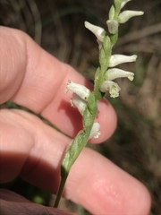 Spiranthes praecox