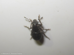 Leschenius vulcanorum