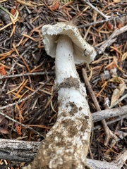 Amanita smithiana