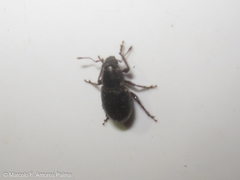 Leschenius vulcanorum
