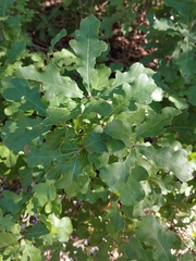 Quercus laceyi