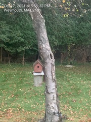 Betula papyrifera