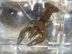 Faxonius illinoiensis