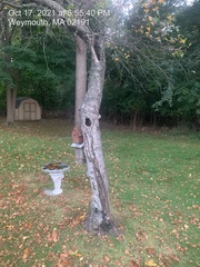 Betula papyrifera