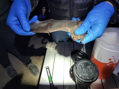 Myotis velifer