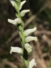 Spiranthes praecox
