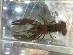 Faxonius illinoiensis