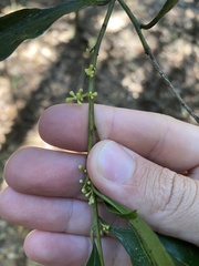 Cryptocarya meisneriana