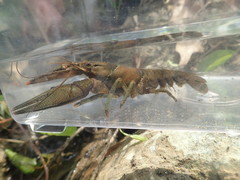 Faxonius illinoiensis