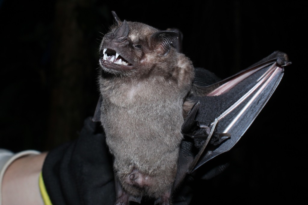 Fringed Fruit-eating Bat