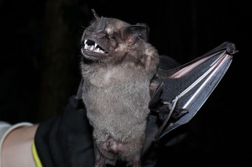 Fringed Fruit-eating Bat