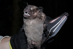 Fringed Fruit-Eating Bat photo 3