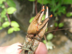 Faxonius illinoiensis