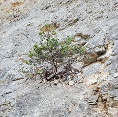 Arctostaphylos pilosula