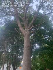 Quercus