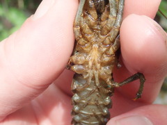 Faxonius illinoiensis