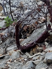 Arctostaphylos pilosula