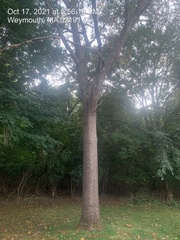 Quercus