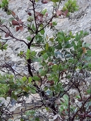 Arctostaphylos pilosula