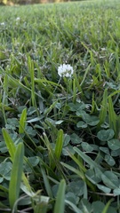 Trifolium repens image